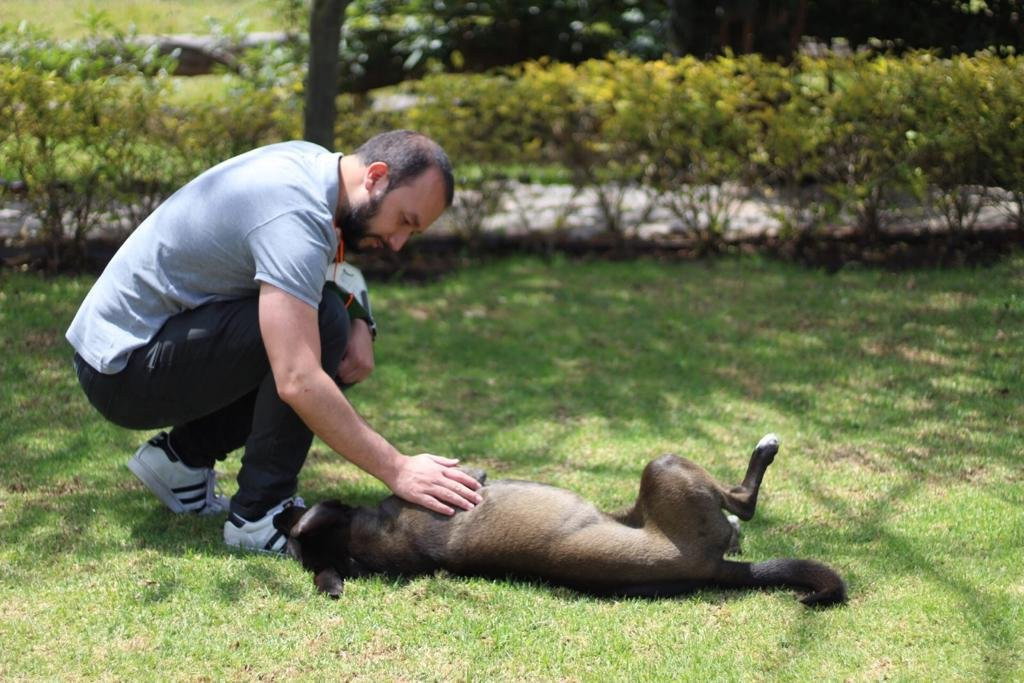 Juan David, pet sitter in Rotterdam, photo 3