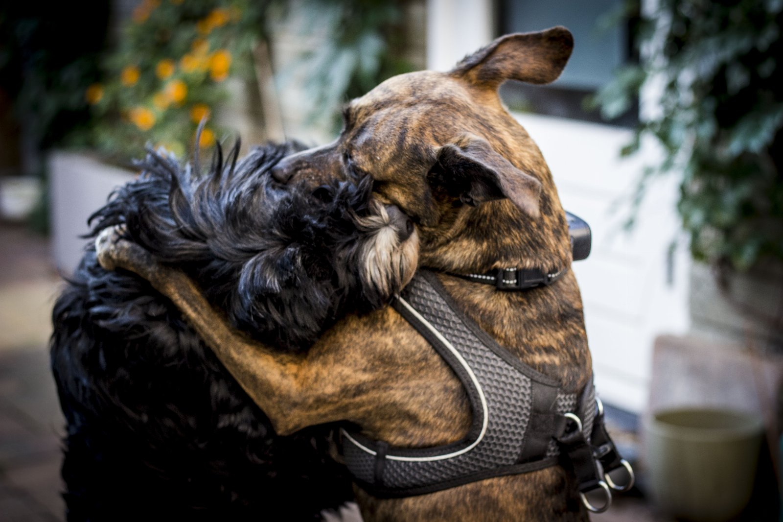 Max, pet sitter in Schiedam, photo 2
