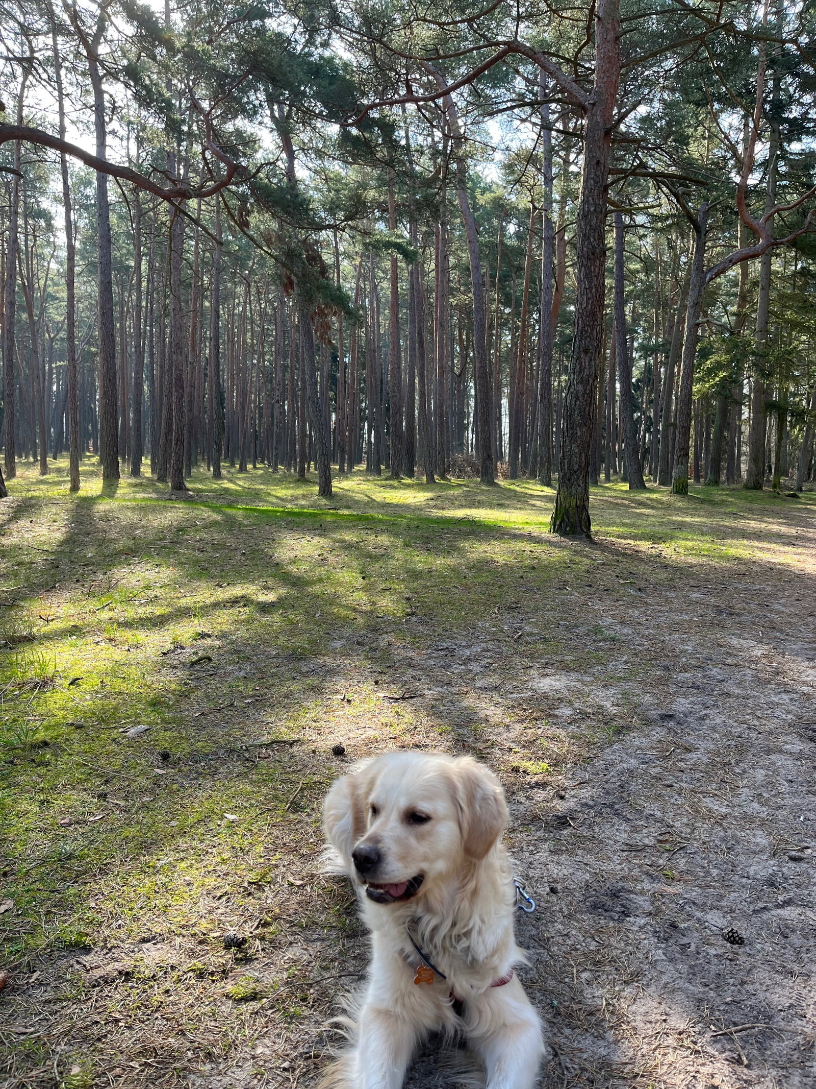 Victoria, Tiersitter in Berlin, Foto 3