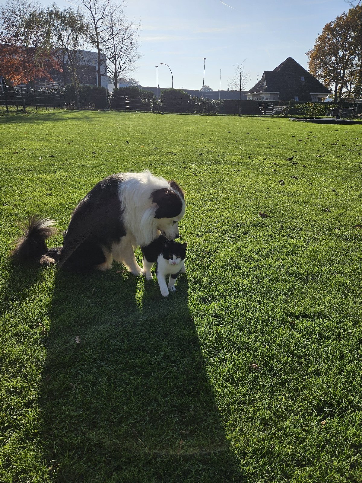 Rowena, pet sitter in Harderwijk, photo 2