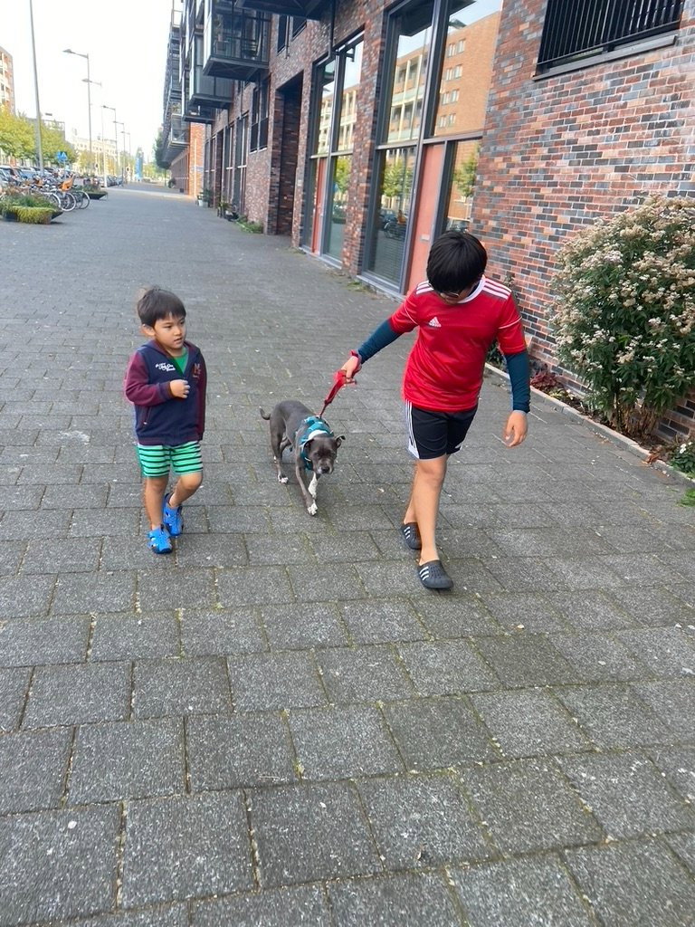 Ramon, pet sitter in Eindhoven, photo 3