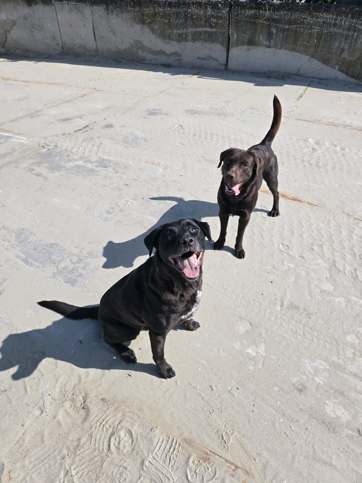 Dorian, pet sitter in Amsterdam, photo 5