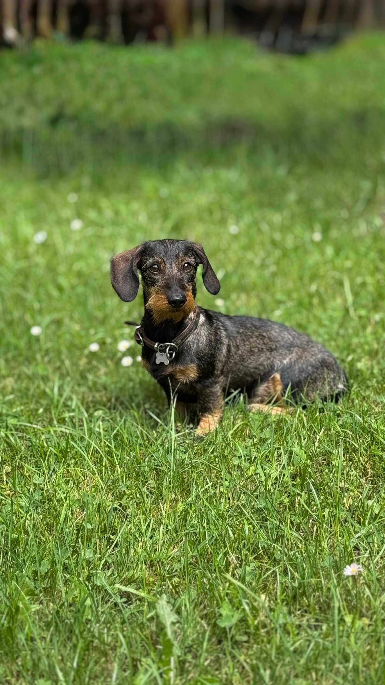 Holger, pet sitter in Planegg, photo 2