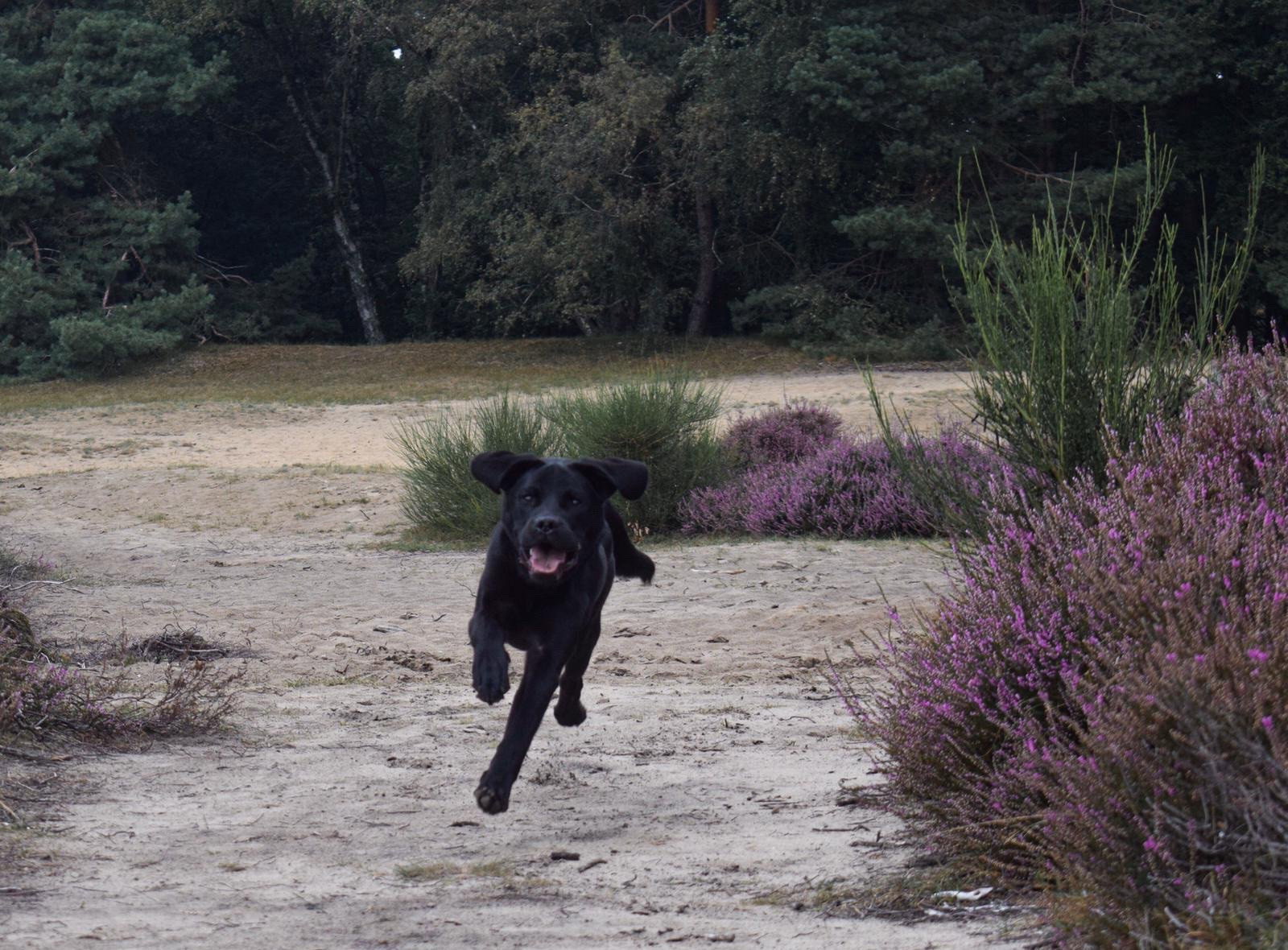 Mieke, pet sitter in Ede, photo 5