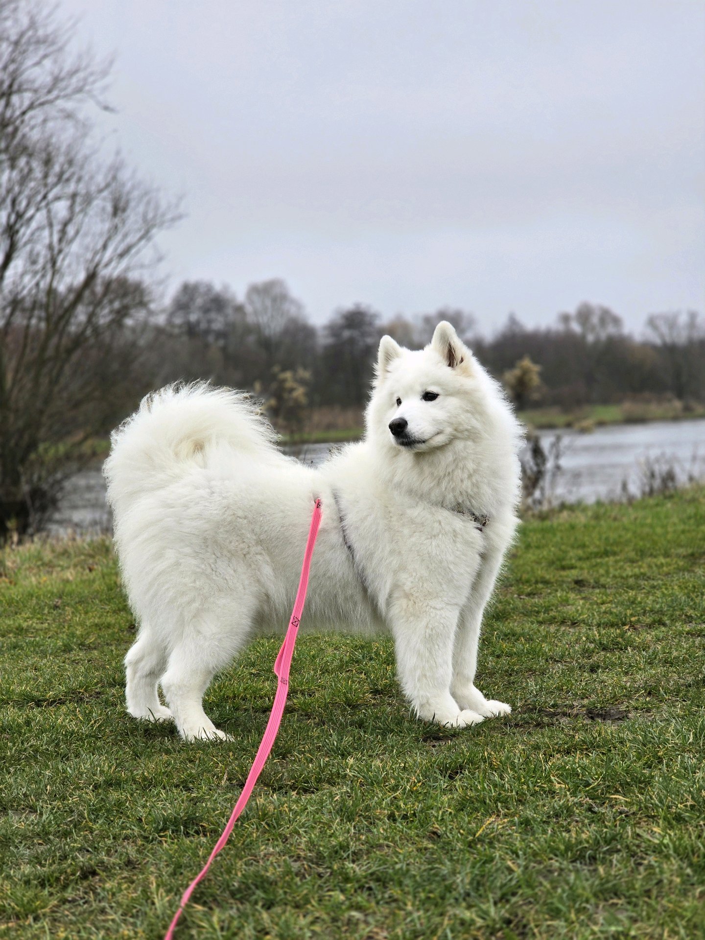 Elise, pet sitter in Tegelen, photo 2