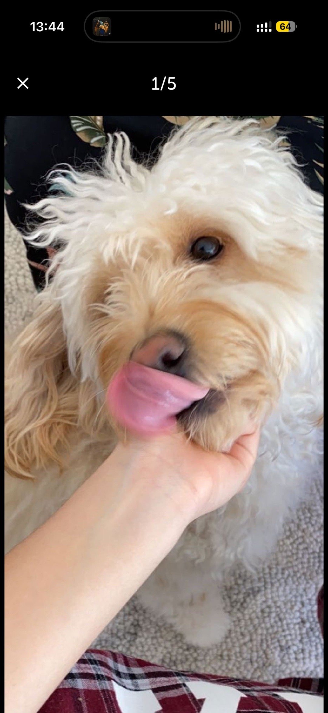 Lukas, pet sitter in Amsterdam, photo 1