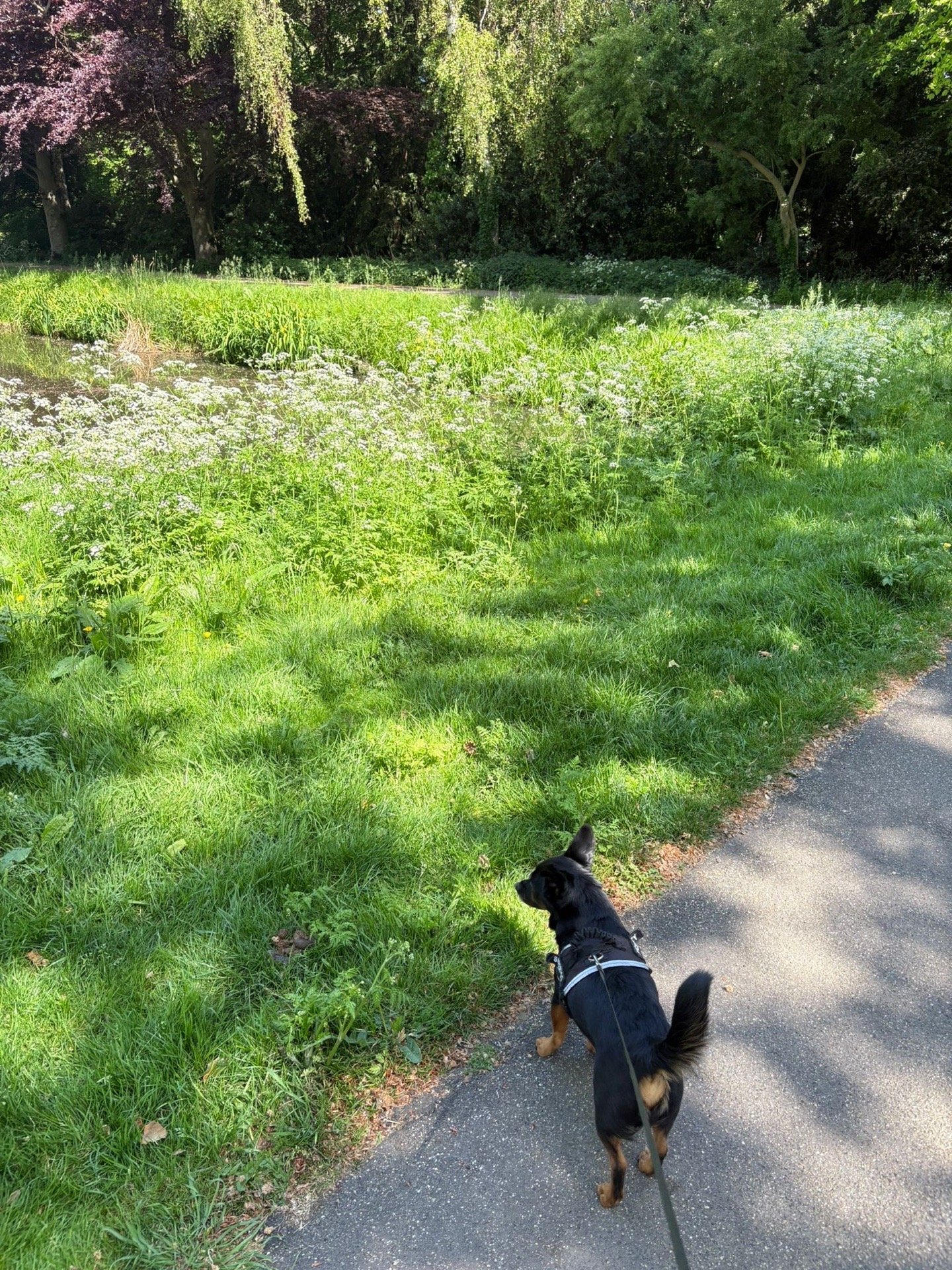 V i v i, pet sitter in Voorburg, photo 4