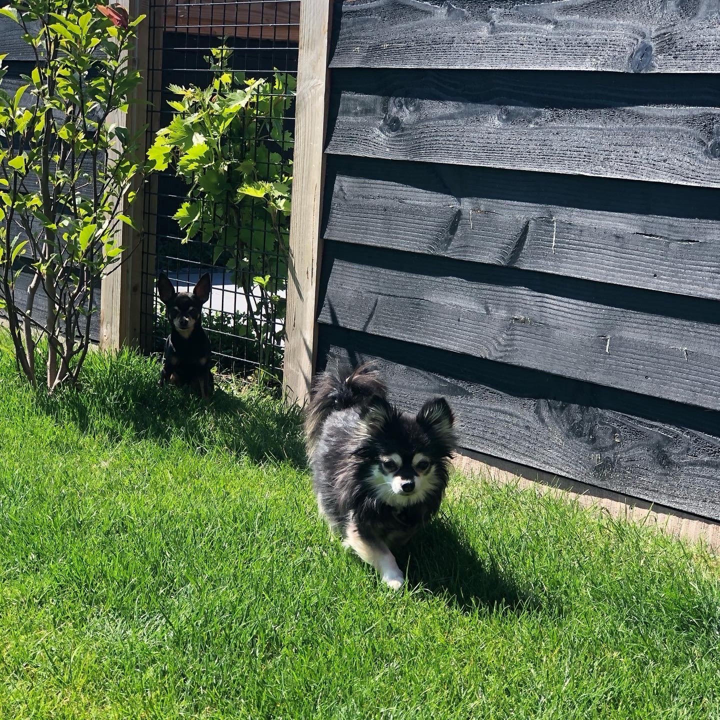 natascha, pet sitter in Nieuwerkerk aan den IJssel, photo 3
