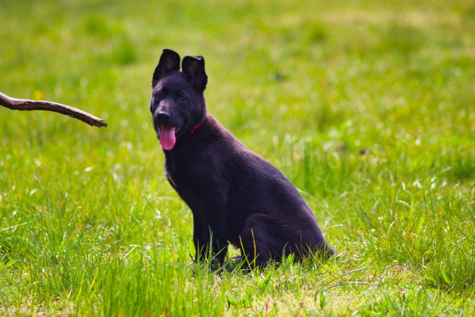 San, pet sitter in Oss, photo 4