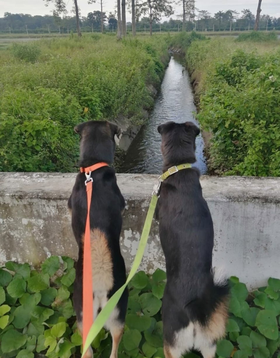 ragini, pet sitter in 's-Gravenhage, photo 2