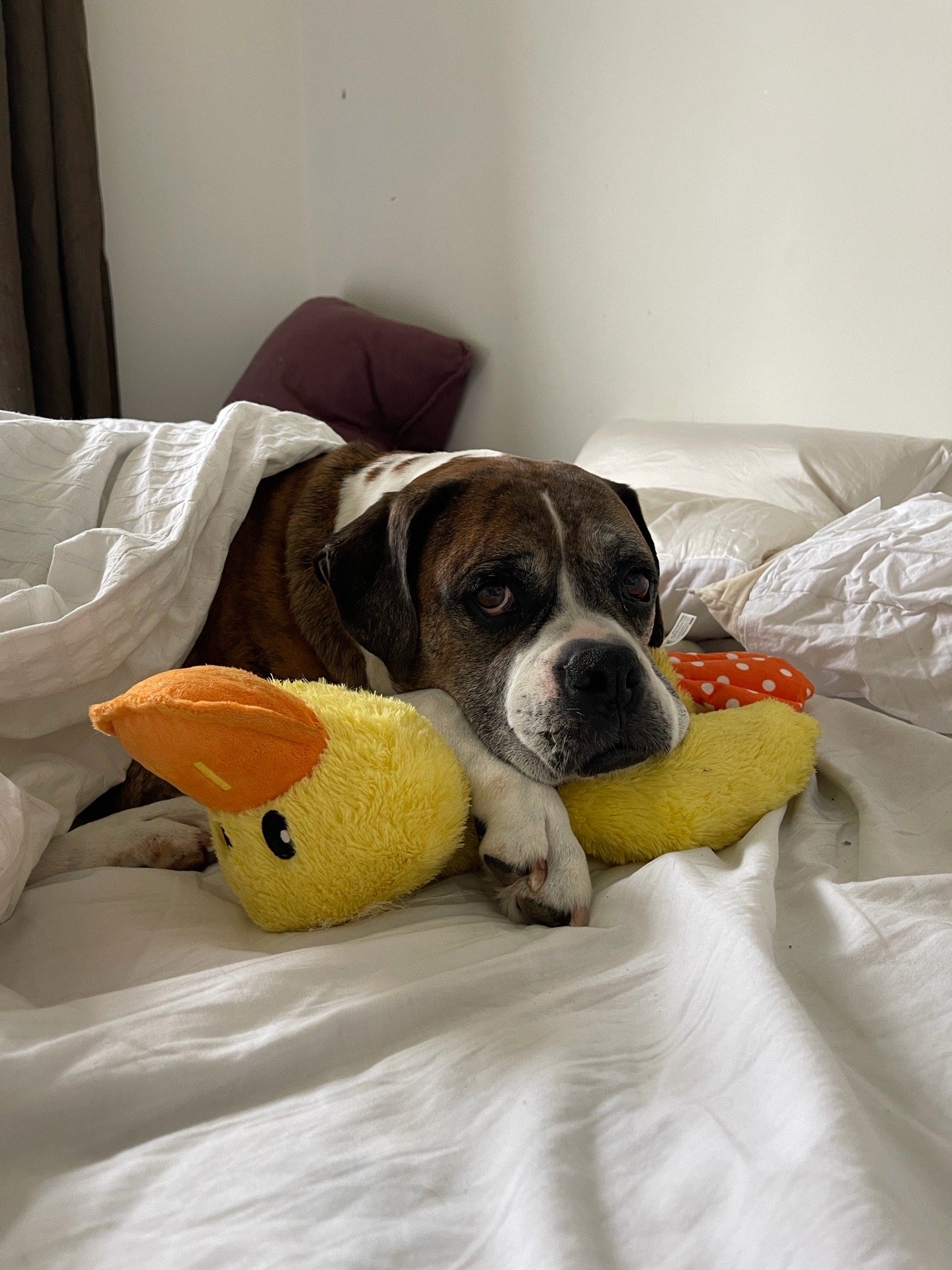 Estefania, pet sitter in Amsterdam, photo 5