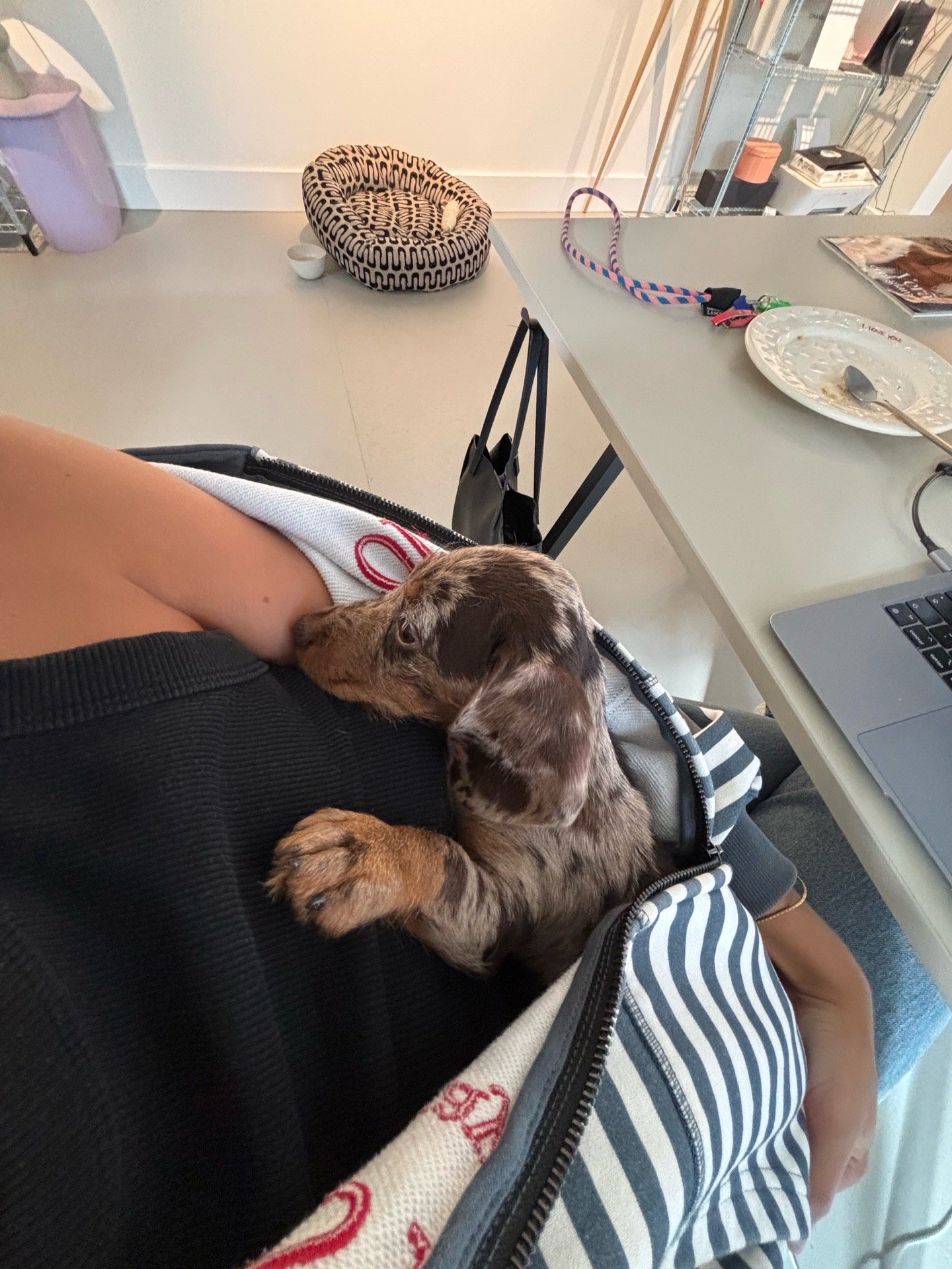 Leonor, pet sitter in Zaandam, photo 2