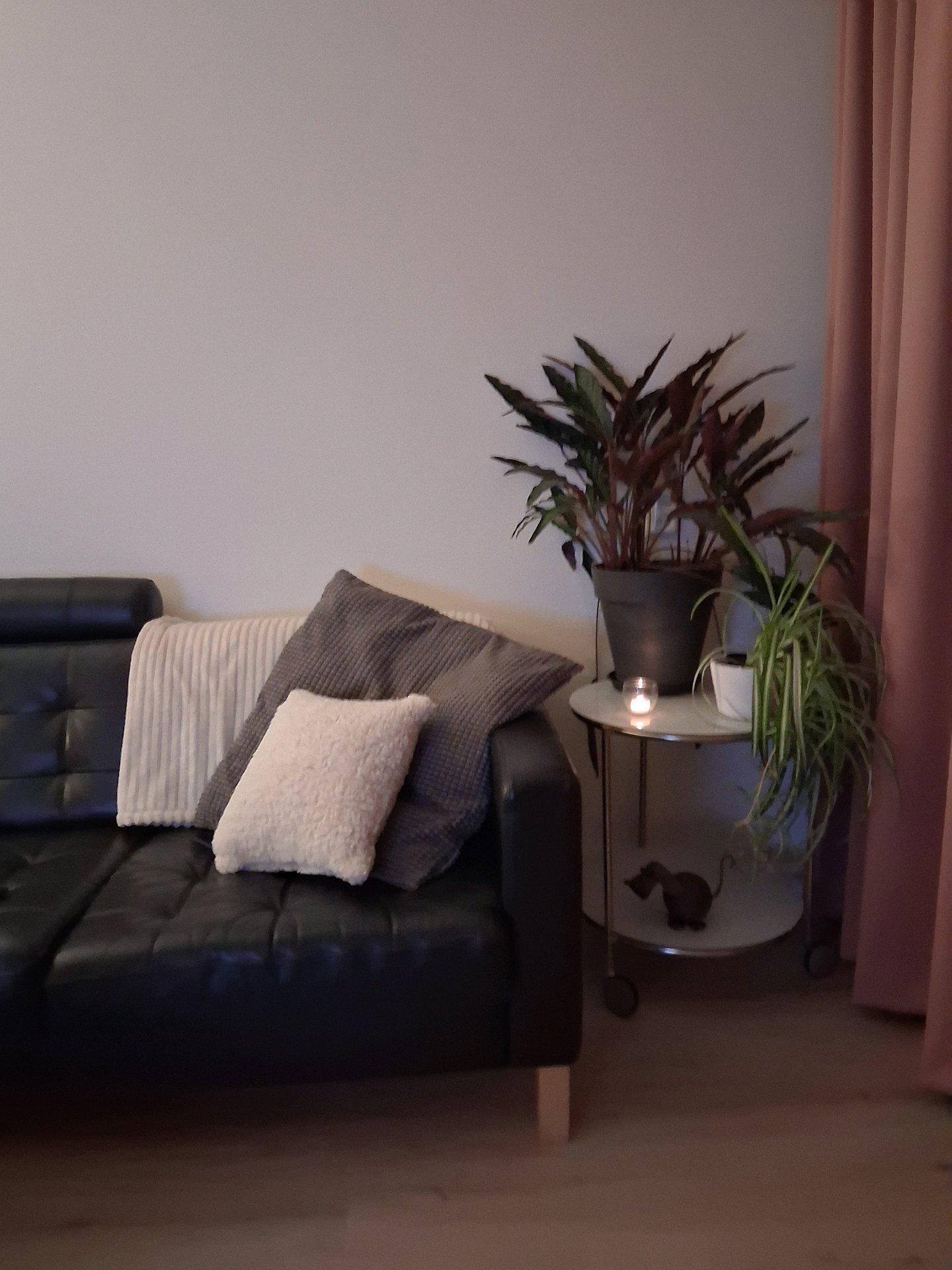 Christa, pet sitter in Weesp, photo 3