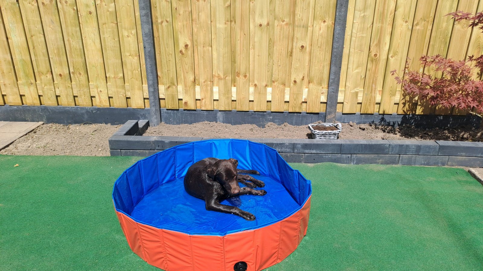 Josien, pet sitter in Koningslust, photo 5