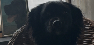 Levi, pet sitter in Amsterdam, photo 3