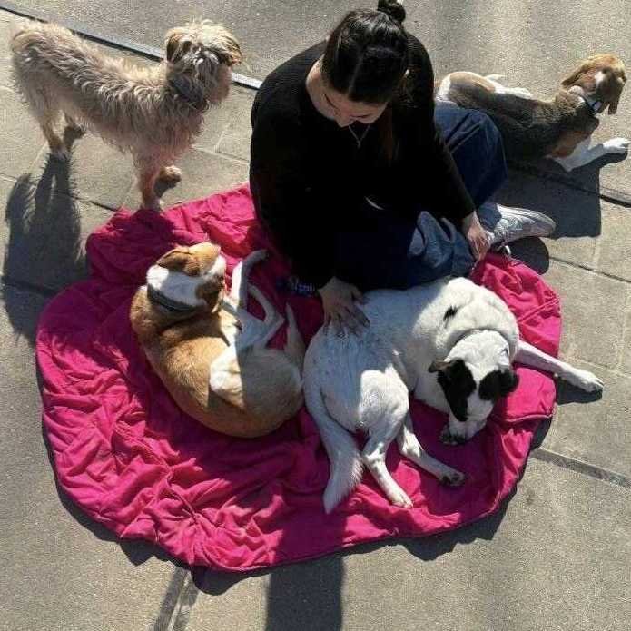 Hatice, pet sitter in Rotterdam, photo 3