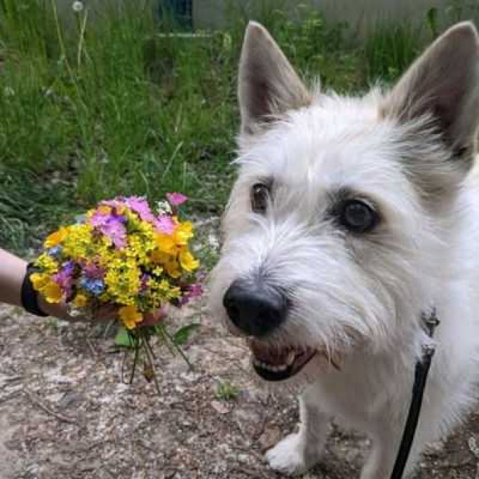 Beata, pet sitter in Rotterdam, photo 2