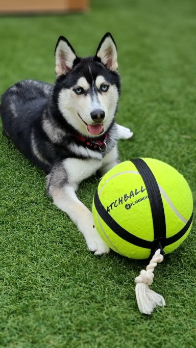 Morteza, pet sitter in Eindhoven, photo 2