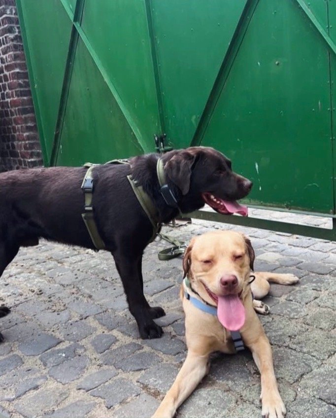 Celine, pet sitter in Neuss, photo 5