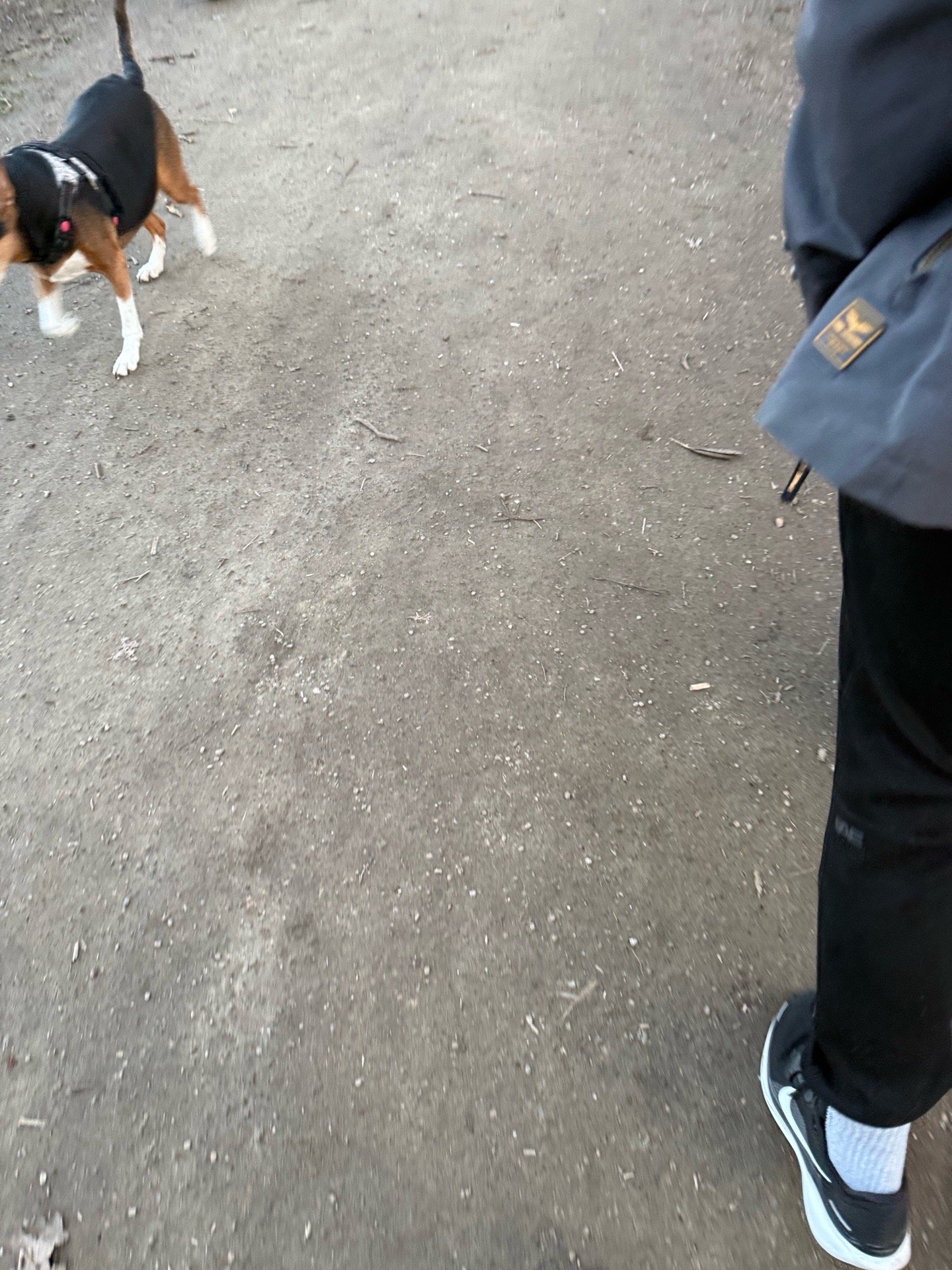 Vivi, pet sitter in Den Haag, photo 2