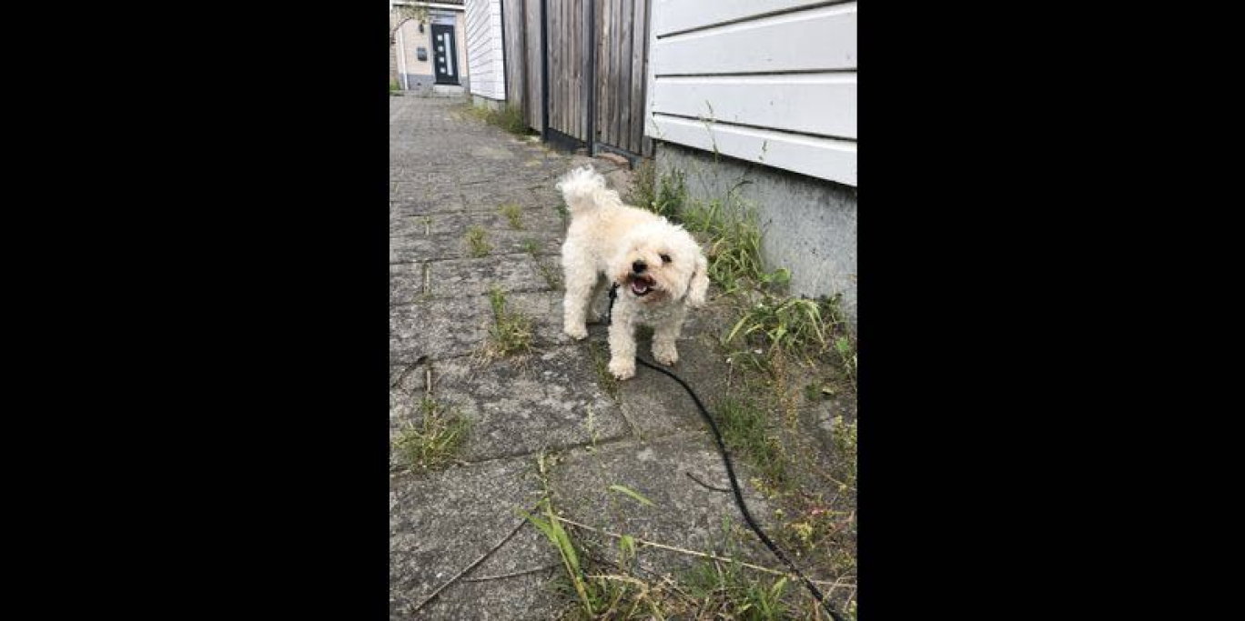 Cinderella, pet sitter in Zaandam, photo 3