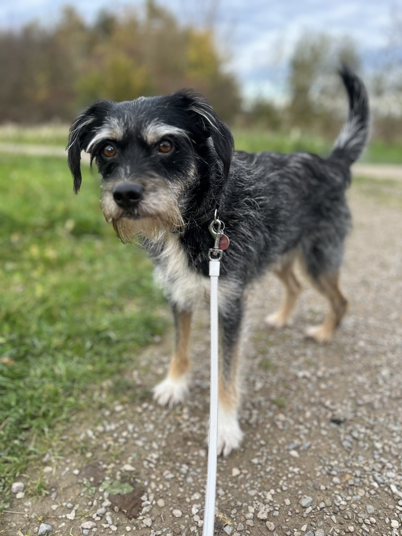 Melanie, pet sitter in Alkmaar, photo 5