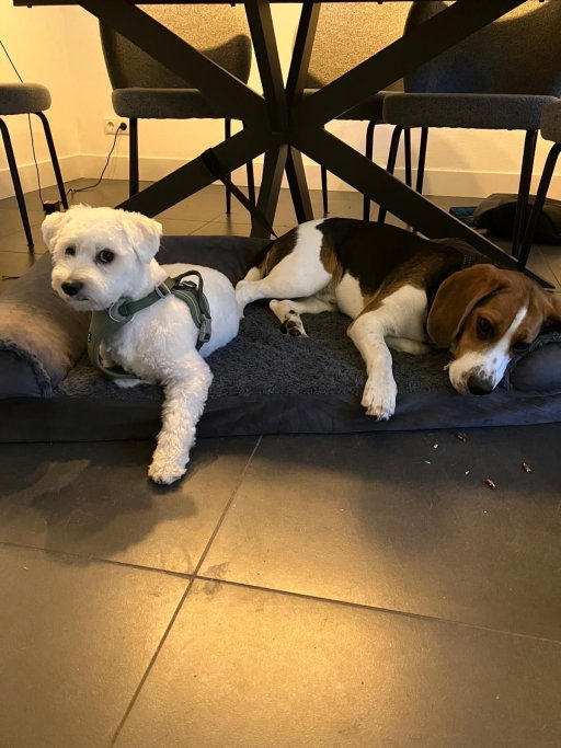Girish, pet sitter in Eindhoven, photo 4