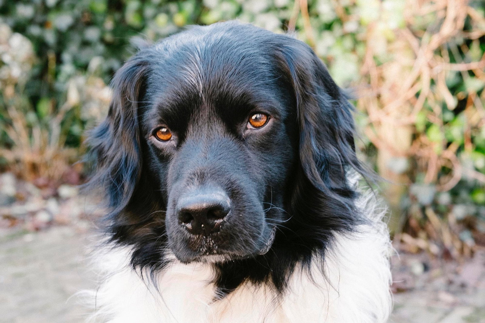 Albert, pet sitter in Almelo, photo 3