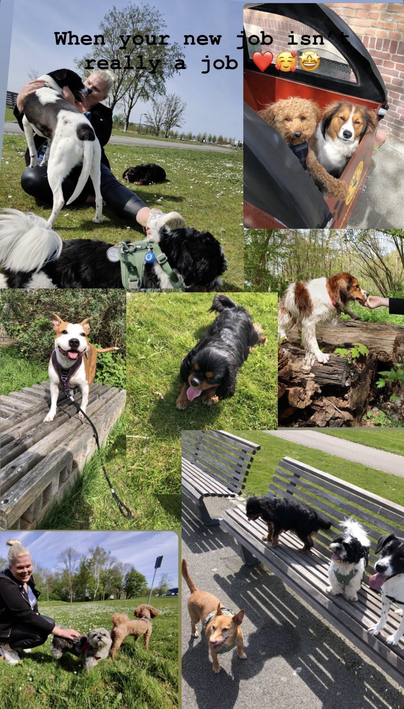 Reelika, pet sitter in Rotterdam, photo 1