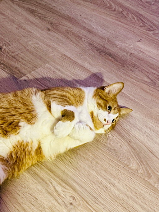 Shengnan(Victoria), pet sitter in Leiden, photo 4
