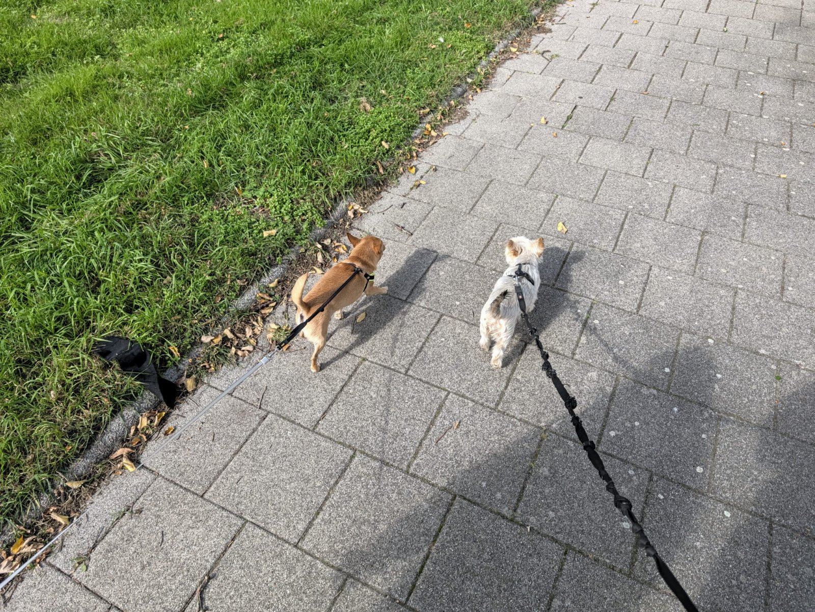 Claudia en Robin, dierenoppas in Rotterdam, foto 5