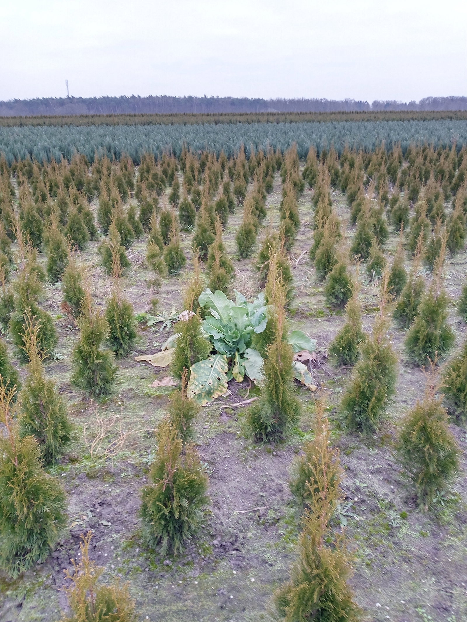 Benjamin, dierenoppas in Westerhoven, foto 1