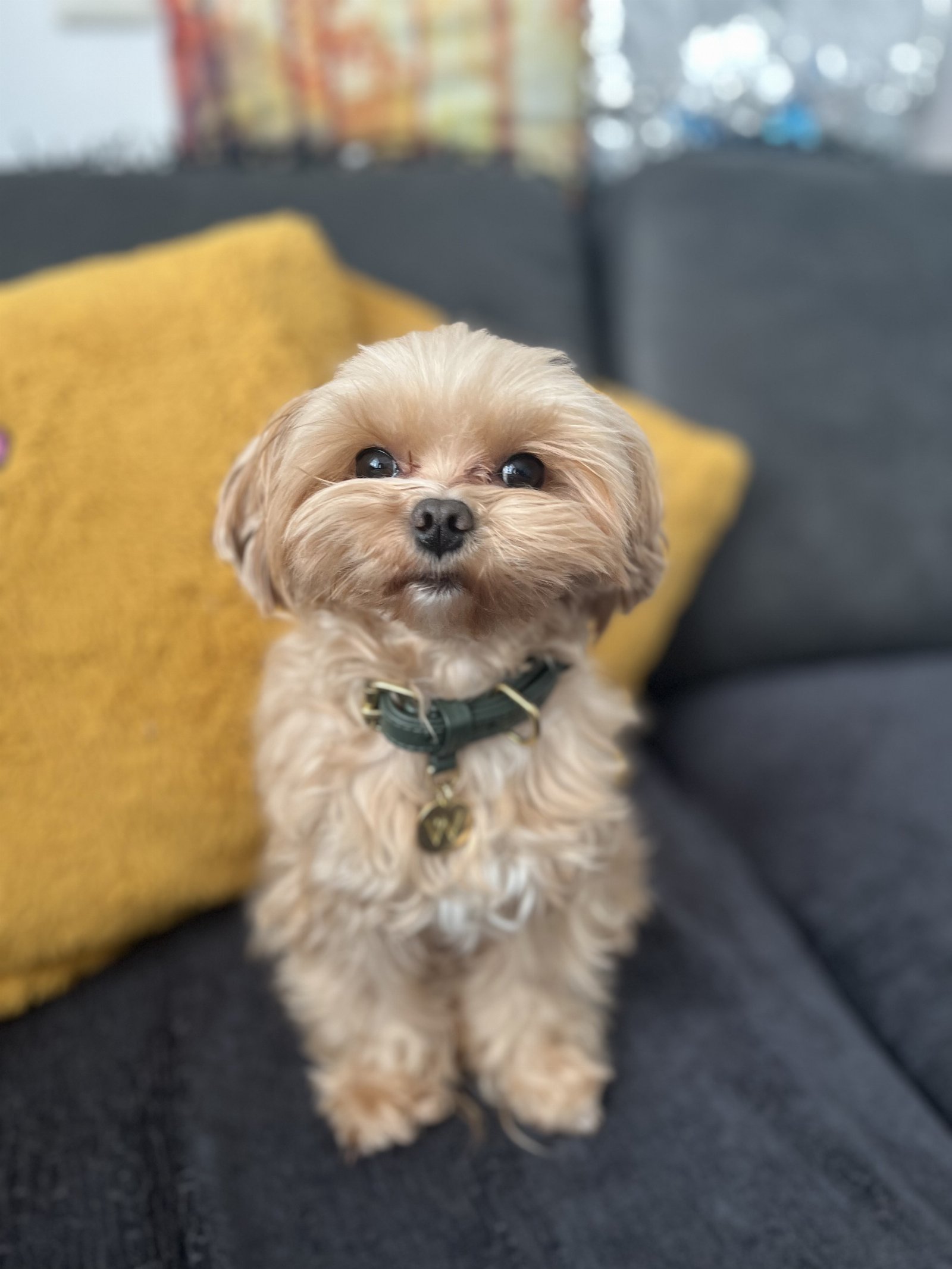 Azi, pet sitter in Arnhem, photo 3