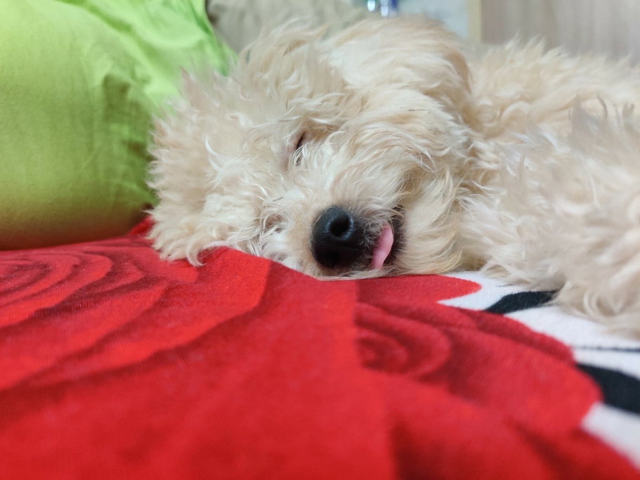 Kiran, pet sitter in Voorburg, photo 1