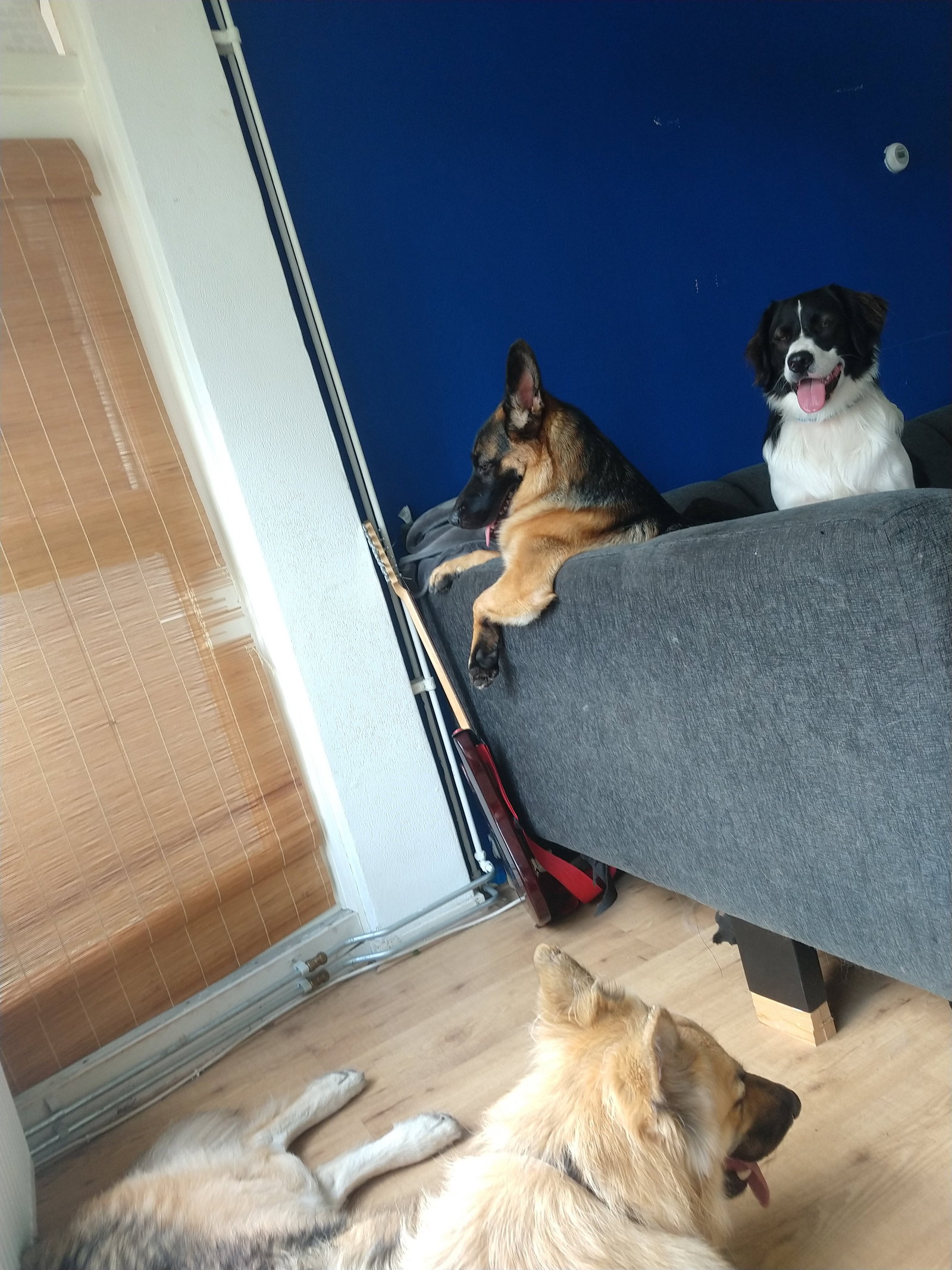 Kevin, pet sitter in Nieuw-Amsterdam, photo 4