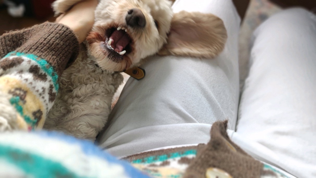 yin, pet sitter in 's-Gravenhage, photo 2
