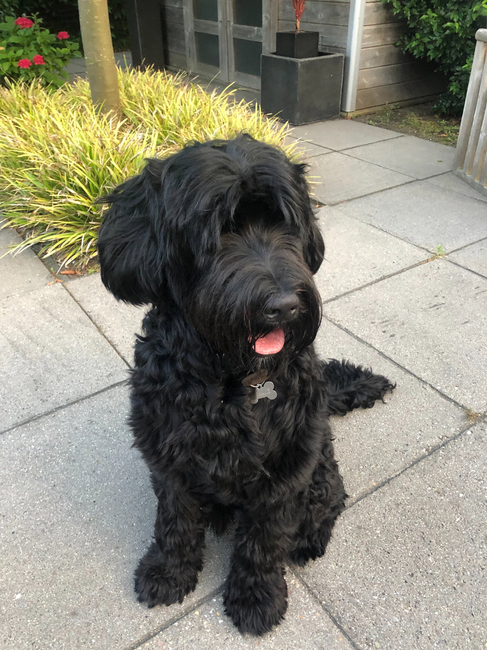 Lyda, pet sitter in Zoetermeer, photo 3