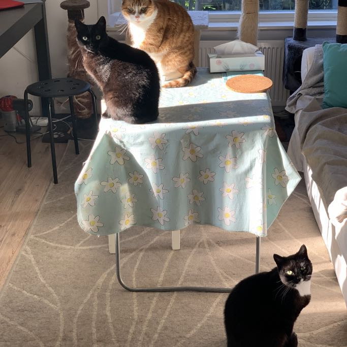 Sherry, pet sitter in Voorburg, photo 3