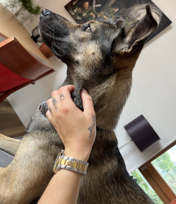 Shannon, pet sitter in hillegom, photo 2