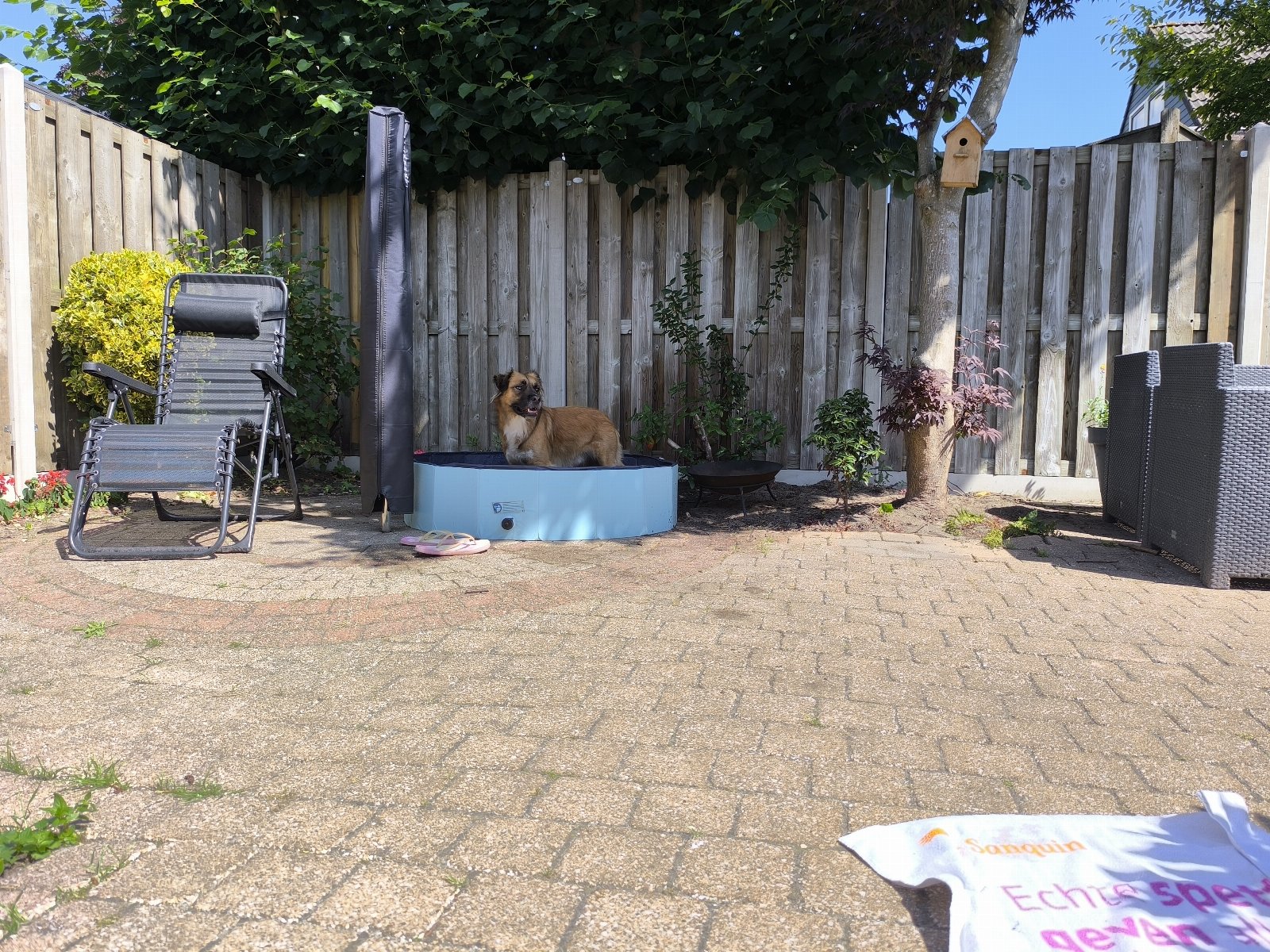 Catharina, dierenoppas in Veenendaal, foto 1