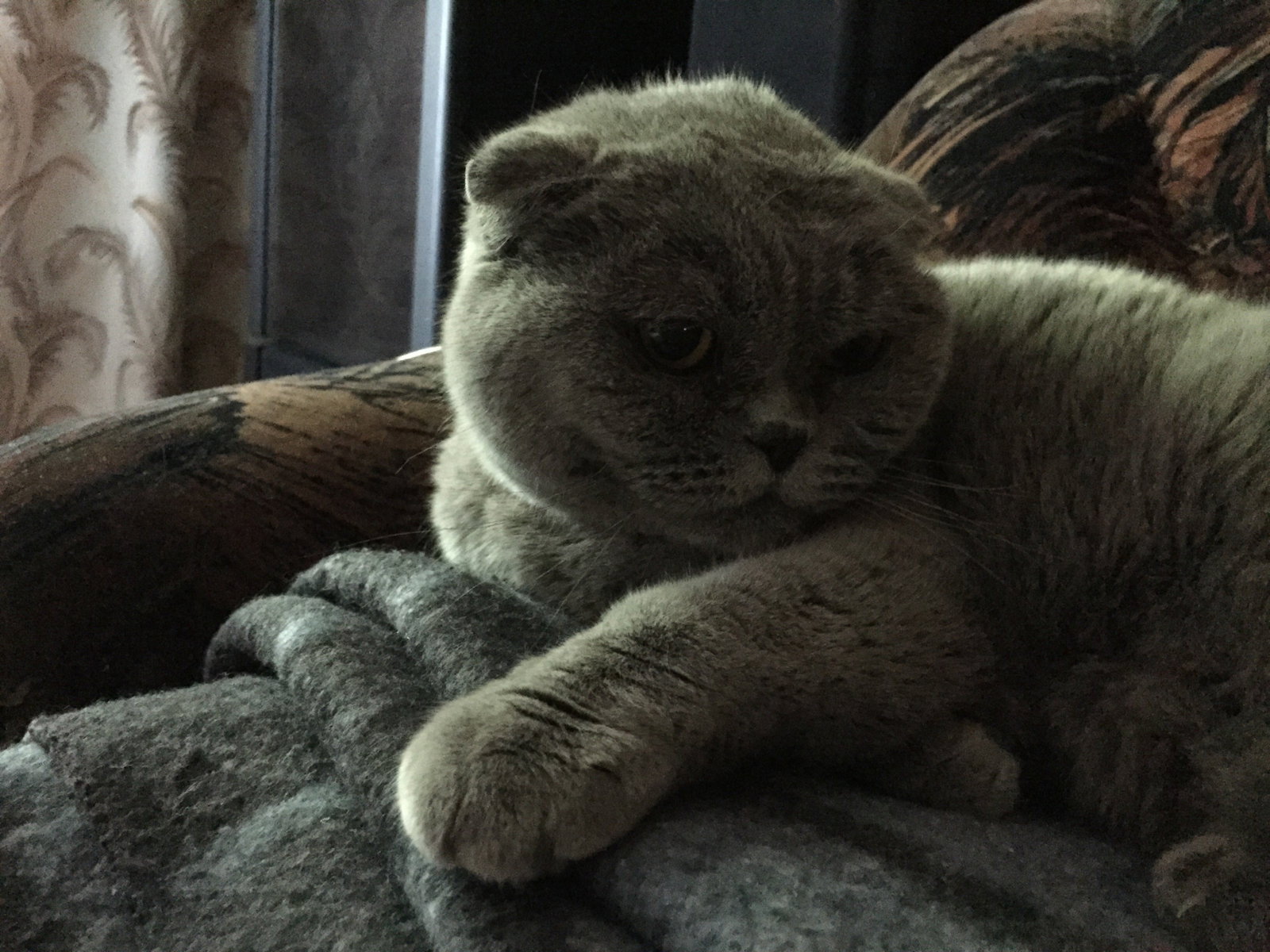 Polina, pet sitter in Rotterdam, photo 1