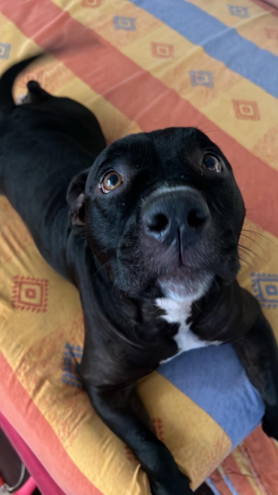Emmanuel, pet sitter in Amsterdam, photo 1