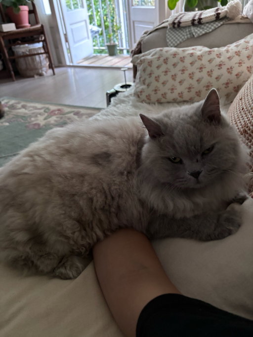 Sam, pet sitter in Diemen, photo 4