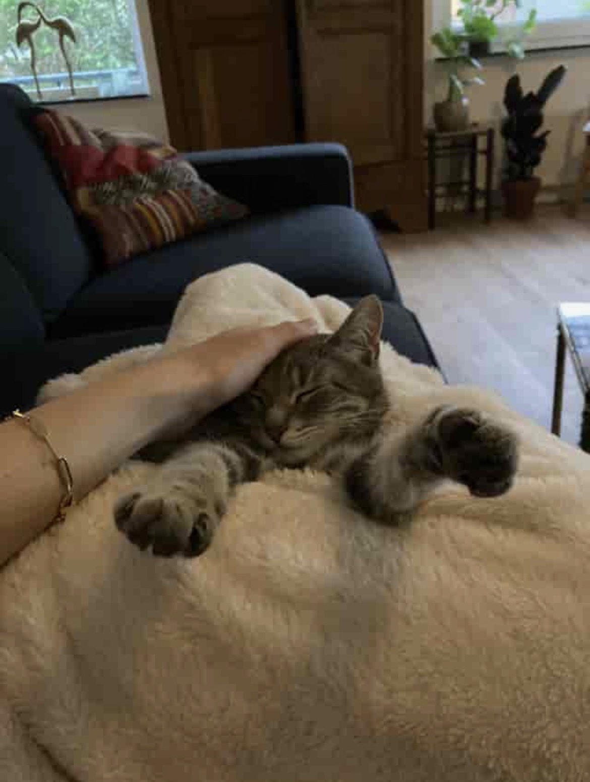 Kim, pet sitter in Amsterdam, photo 4