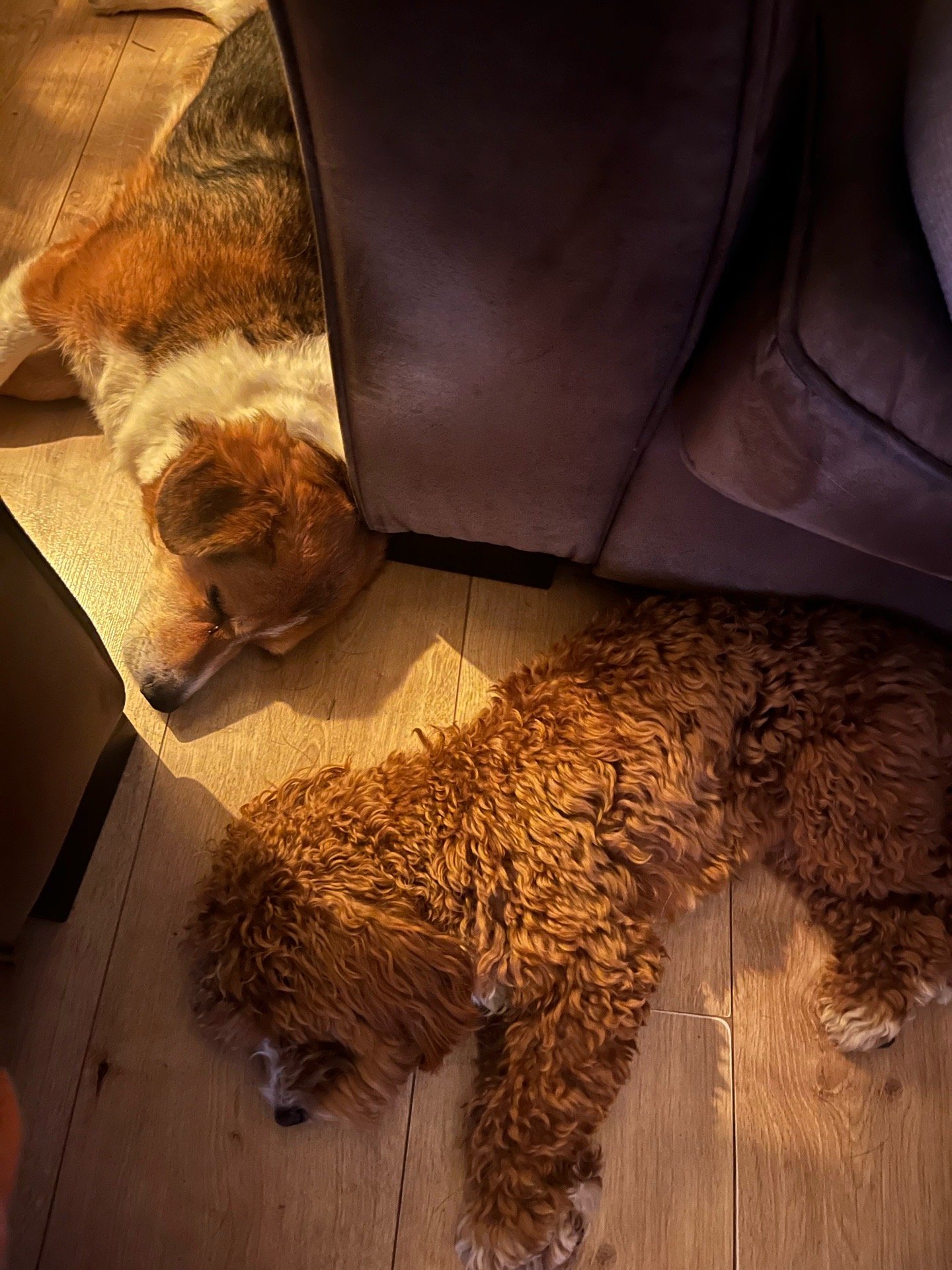 Glenn, pet sitter in 's-Hertogenbosch, photo 4