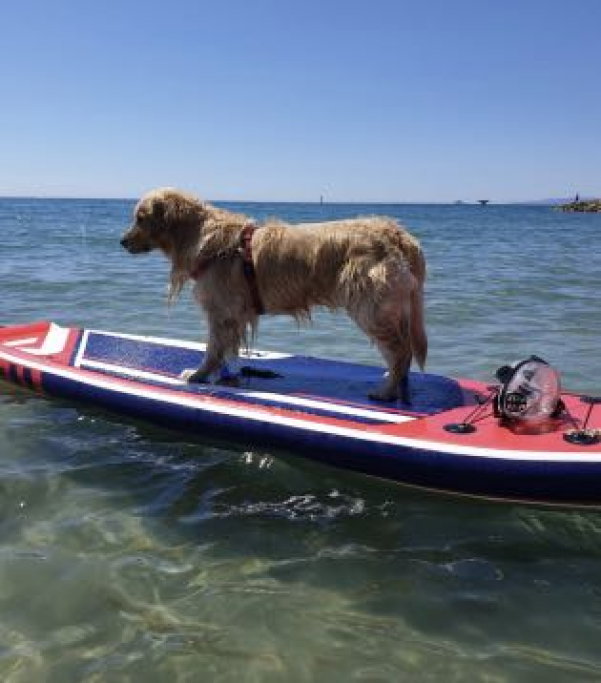 Agnese, pet sitter in 's-Gravenhage, photo 2