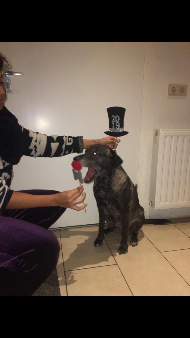 Nienke, pet sitter in 's-Gravenhage, photo 3