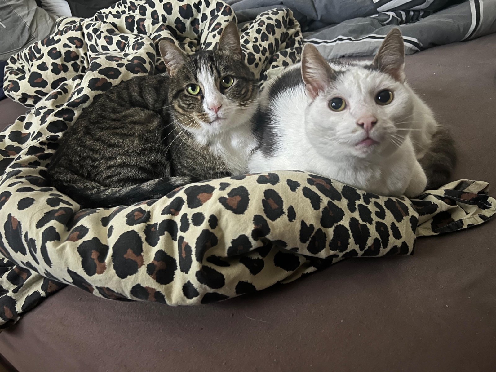 Celeste, pet sitter in Den Haag, photo 2