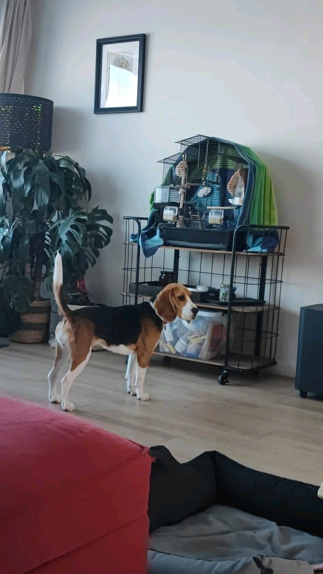 Eirini, pet sitter in Delft, photo 5