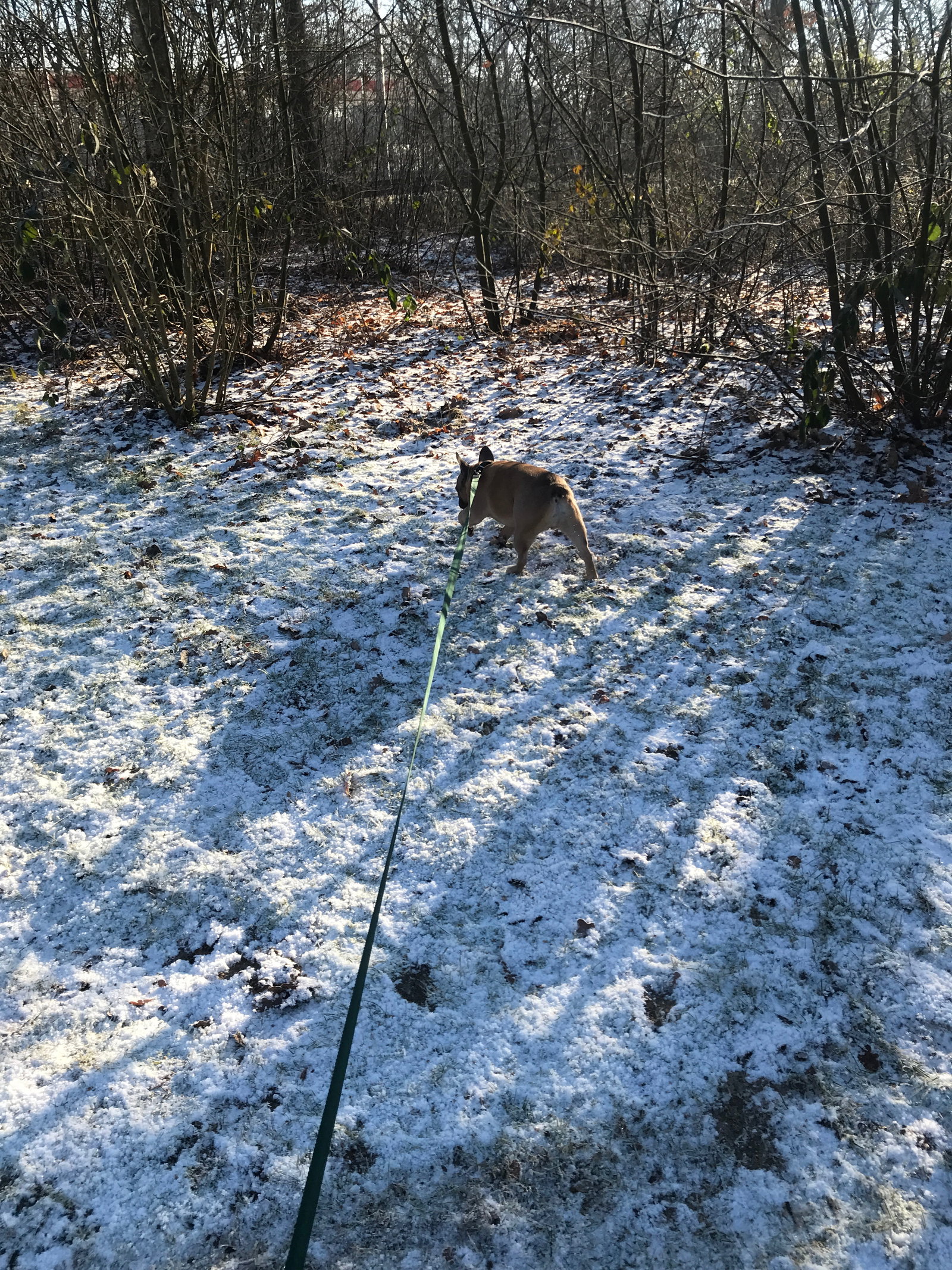 Jolijn, pet sitter in Amsterdam, photo 1